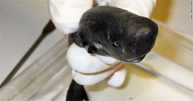 Tiny sharks have the ability to self-illuminate their prey
