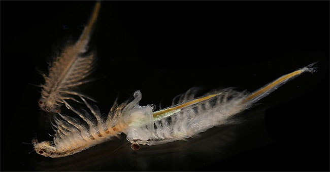 Tiny shrimp species can save the Earth before climate change