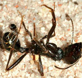 Tiny spider launching