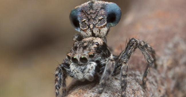 Tiny spiders suck the souls of their partners with a fan dance