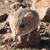Tiny strange creatures, hybrid mouse breeds elephants