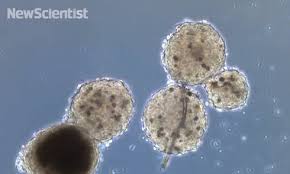 Tiny visions made from 3D printing technology