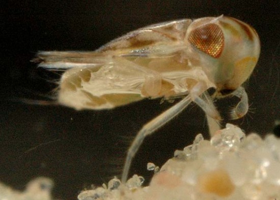 Tiny water bug: the most