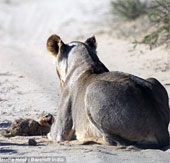Tiny wild cat resilient to female lion lions