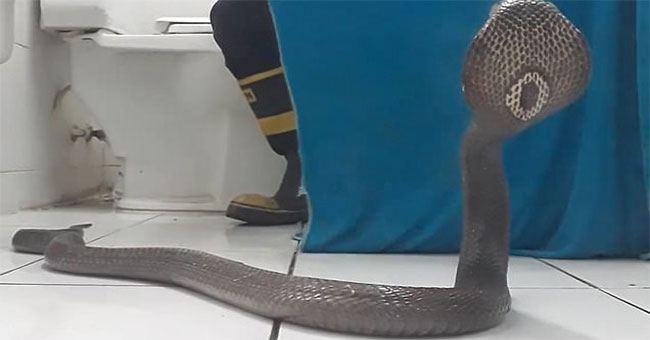 Tips for dealing with cobra cobra attack in the bathroom
