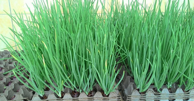Tips for planting onion leaves are so fast that you don't need the soil, you are free to pick your hands and feet