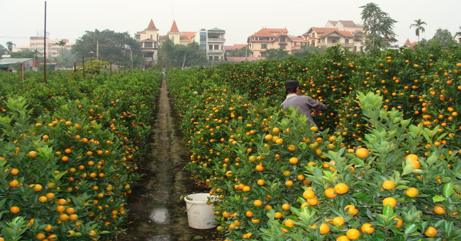 Tips to keep fresh kumquat for a long time, not withered leaves and fruits during Tet