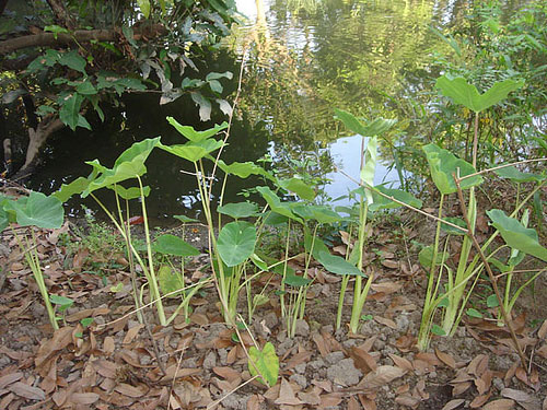 Tissue culture helps preserve the gene pool of yellow-taro