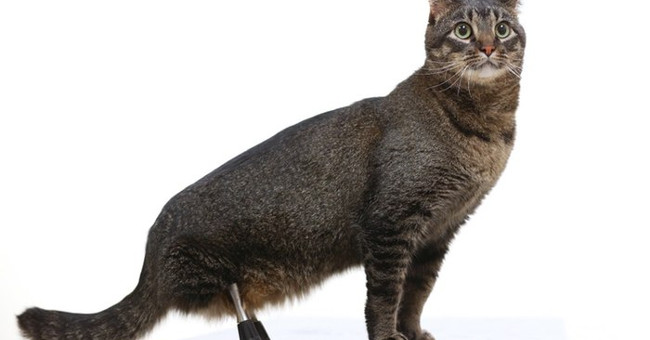 Titanium alloy footprints help disabled cats travel