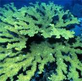 To protect the coral at sea, fight deforestation!