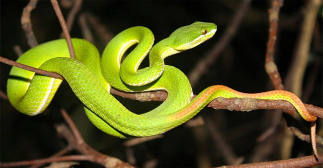 To what extent is the red-tailed snake snake?