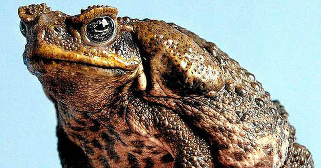 Toad Cane - The world's largest toad species