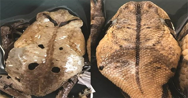 Toad pretends to be a cobra to scare the enemy