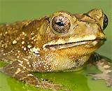 Toads benefit a ten harms
