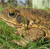 Toads can treat prostate cancer