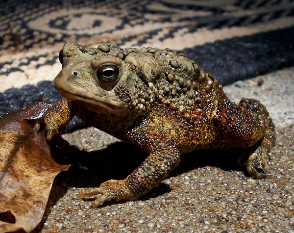 Toads have the ability to predict earthquakes