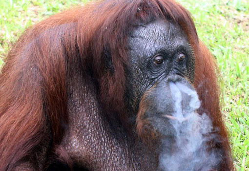 Tobacco addicted orangutan