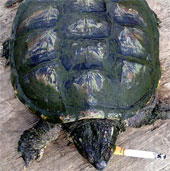 Tobacco addicted turtle