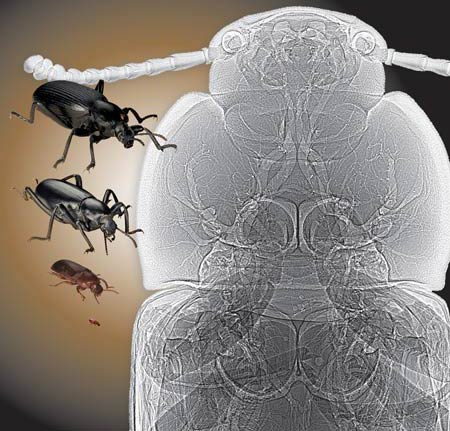 Today's insects are small due to less oxygen