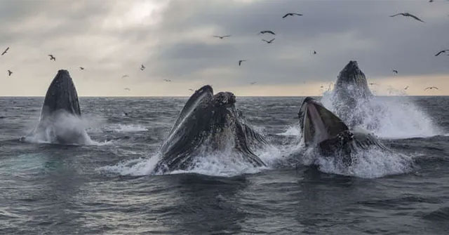 Today's whales migrate with the same path their ancestors lived 270,000 years ago!
