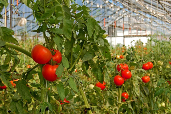 Tomato 'clean' protects health very well