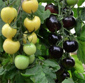 Tomato plants produce two-color fruits