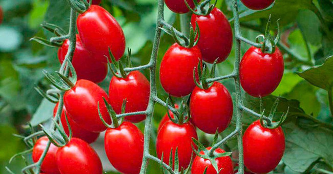 Tomatoes are fruits or vegetables?  Many questions sometimes cause a lot of controversy