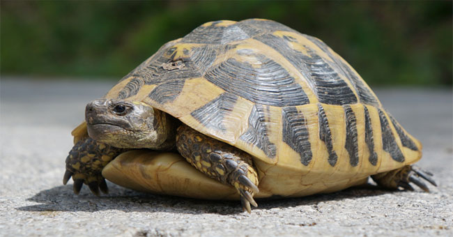 Tomorrow tortoise is not to do something like you think