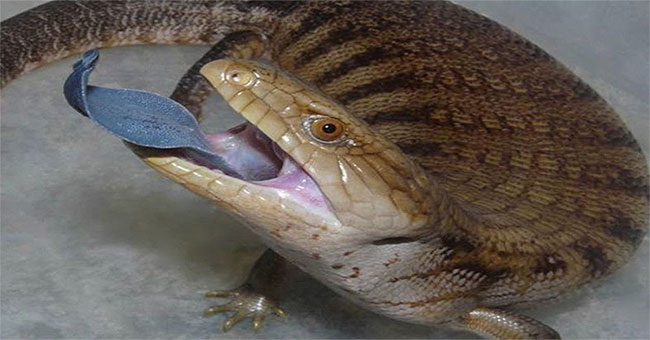 Tongue animals reflect ultraviolet rays threatening enemies