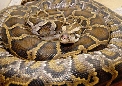 Too hungry, snakes eat their hearts
