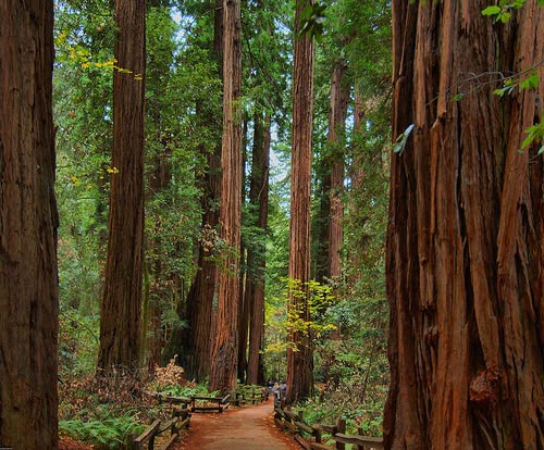 Too many animals and plants disappear due to climate change