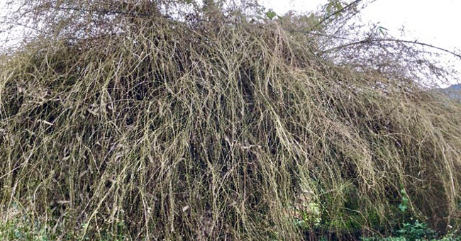 Too rare: Big bamboo bushes are like cages for cattle and buffaloes in Quang Ngai