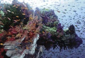Tooth decay and coral reef death