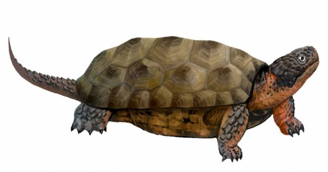 Tooth Turtles Can Last More Than 100 Million Years Ago