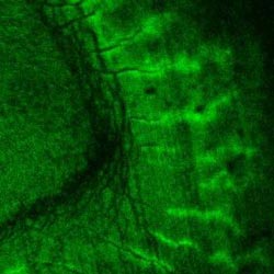 Toothpick: A new molecular tag that identifies minerals and teeth