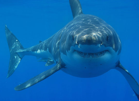 Tooth-shaped fins help the shark to spin quickly underwater