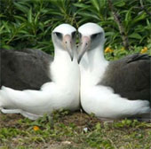 Top 10 animals having sex with men