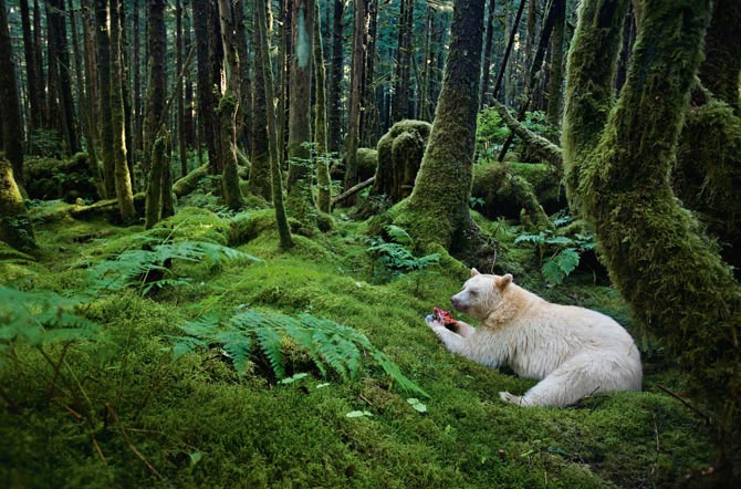 Top 10 best photos on National Geographic 2011
