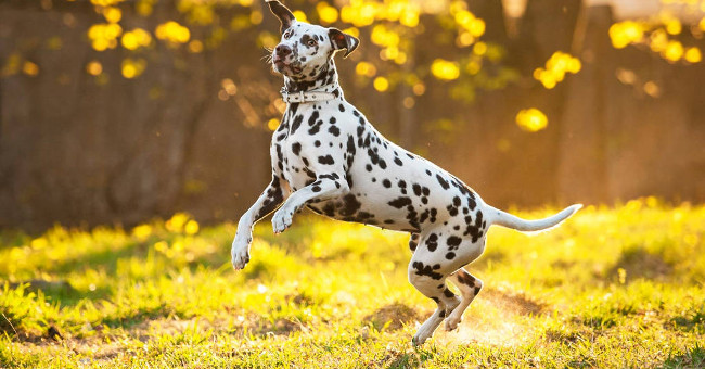 Top 10 fastest breeds in the world
