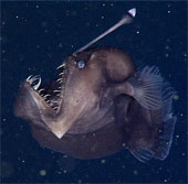 Top 10 impressive stories about animals 2014