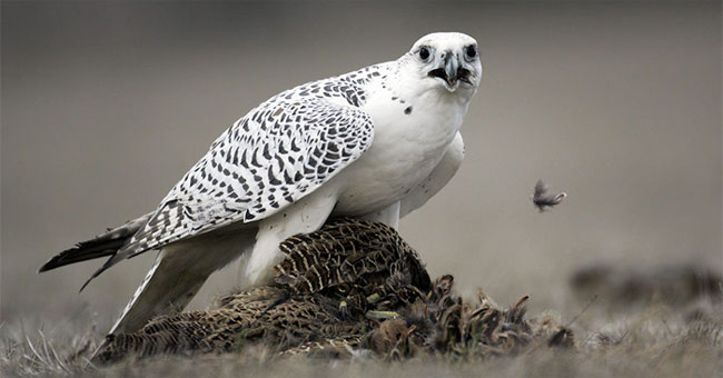 Top 10 'kings' speed in the bird world