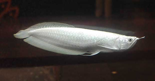 Top 10 rare and expensive fishes in Vietnam
