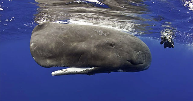 Top 6 largest fish in the ocean