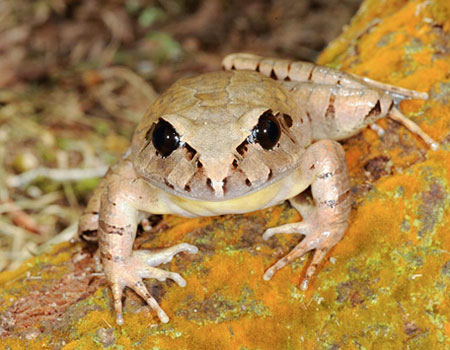 Top 7 newly discovered plants and animals in Australia