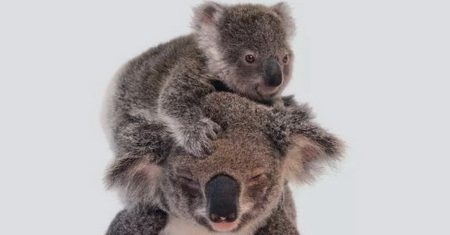 Top 8 animals are on the verge of extinction