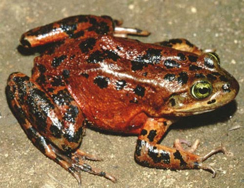 Top 8 rare and threatened plant and animal species