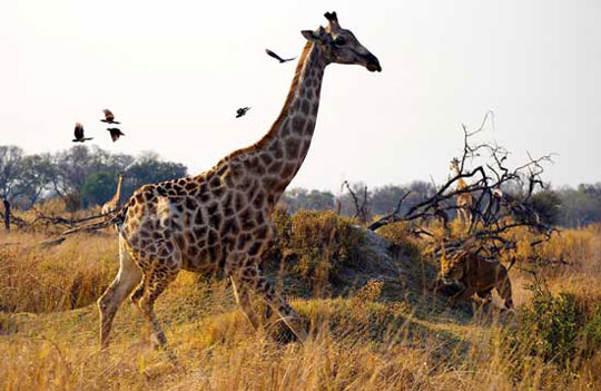 Top animal photos taking photos of Natioanal Geographic