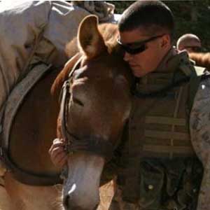 Top animal warriors (II)
