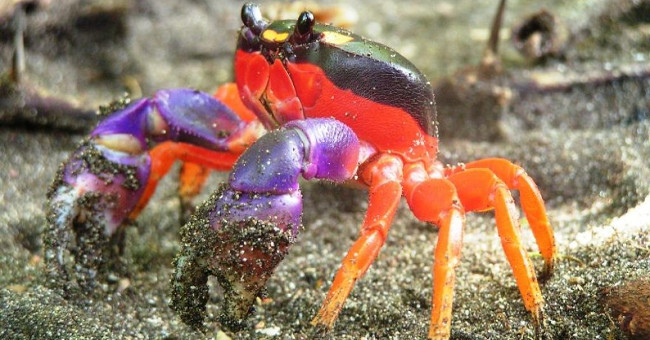 Top of unprecedented species of crabs
