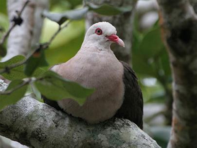 Top photos of red book species in 2006
